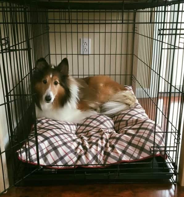 The Importance of Crate Training