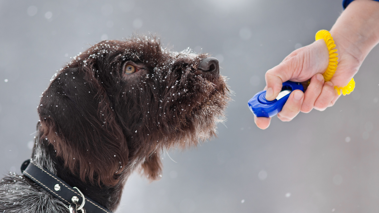 Intro to Clicker Training with Puppies