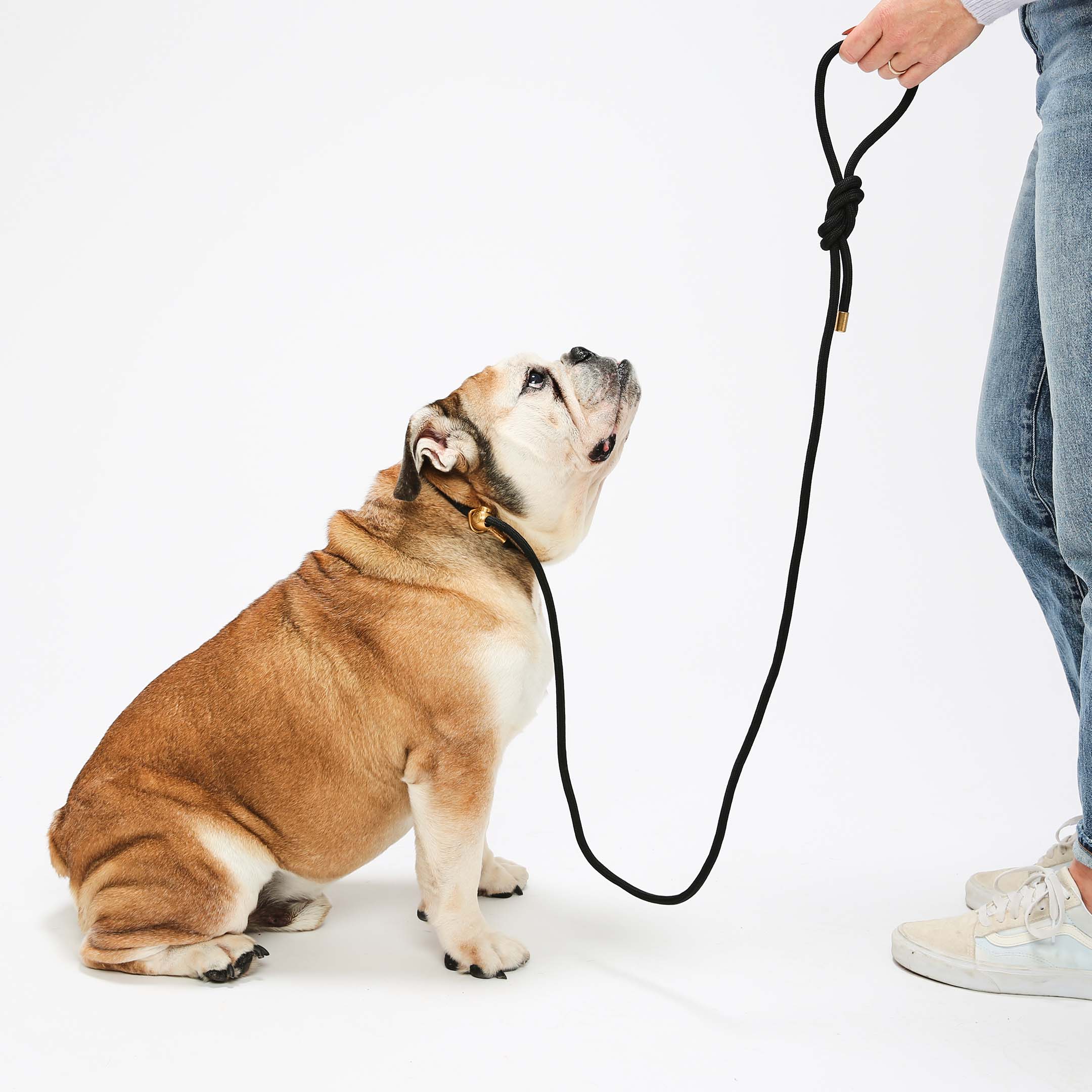 What leash and collar should you use?