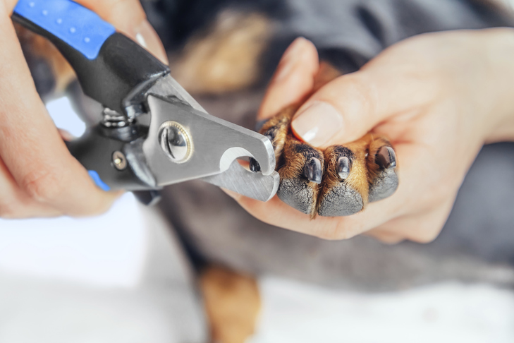 Dog's nails being trimmed.