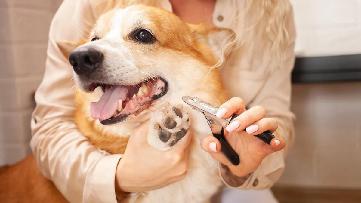 Caring for your dog’s health and wellbeing