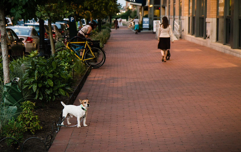 How to handle off-leash dogs