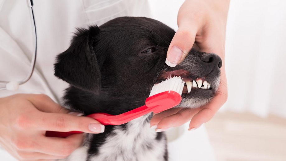 Caring for your dog’s health and wellbeing.